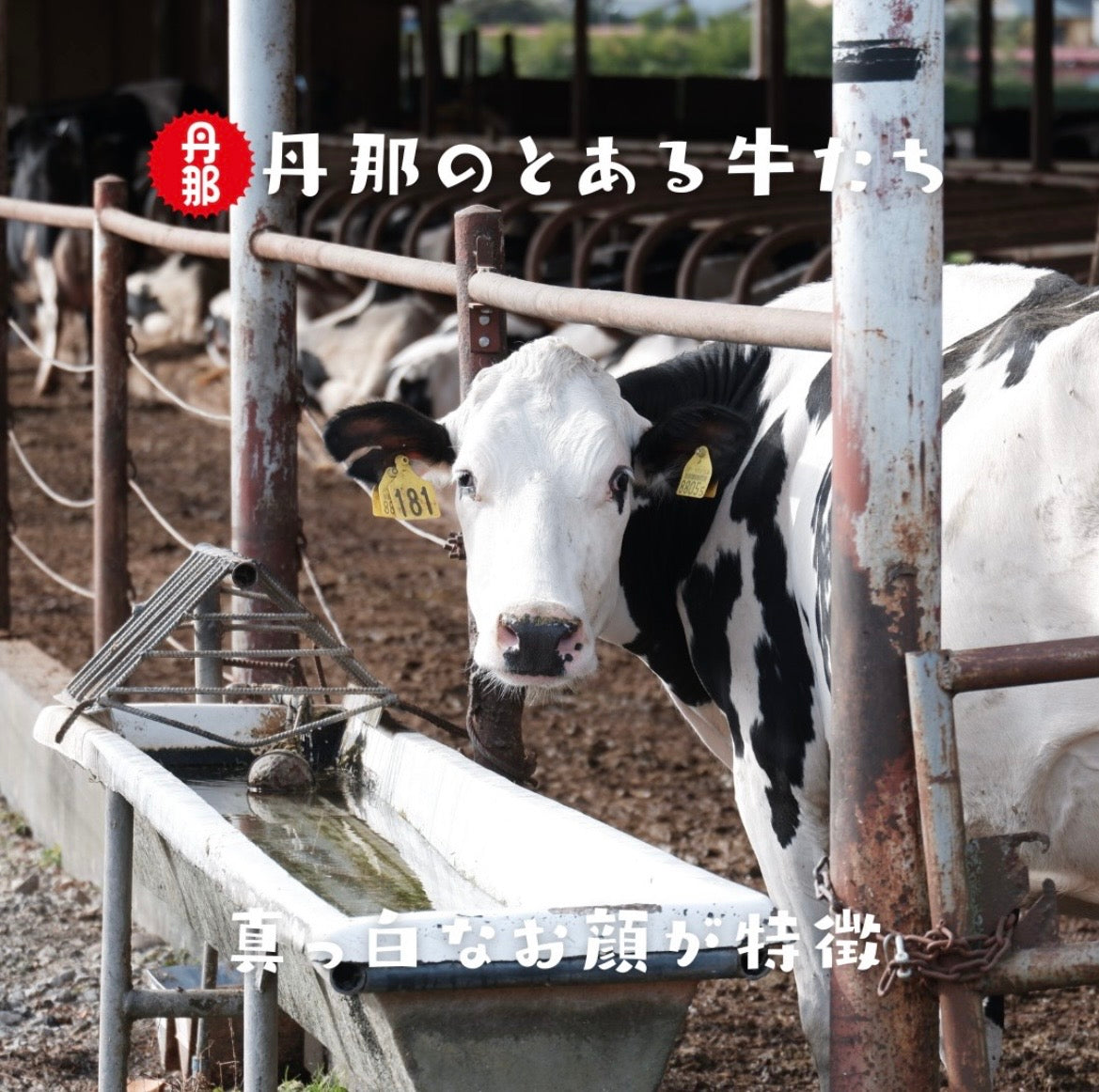 日本靜岡丹那3.6牛乳曲奇 x 2盒